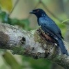 Drongo vlajkovy - Dicrurus paradiseus - Greater Racket-tailed Drongo o3986
